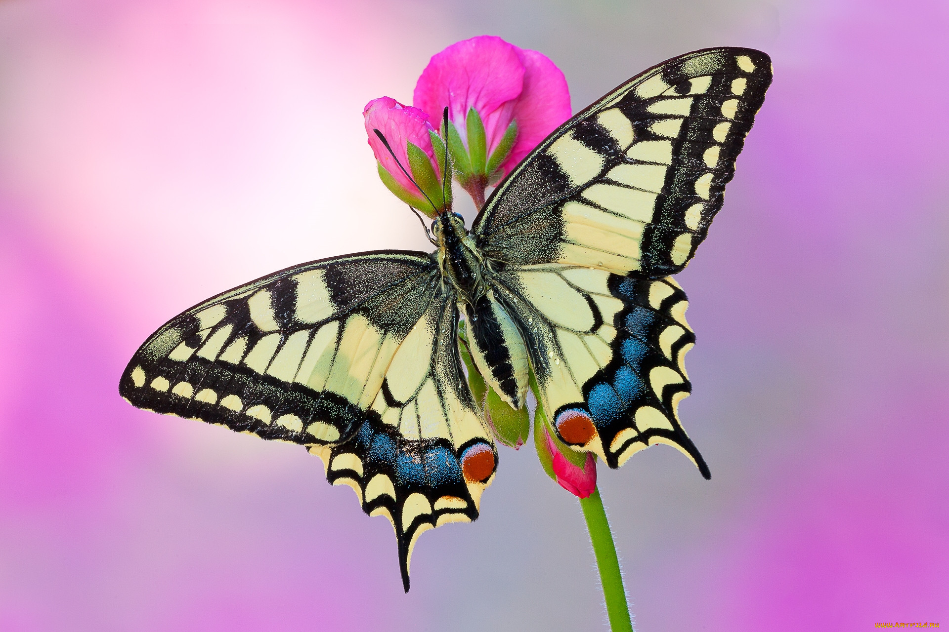 makhaon, , ,  ,  , , , , , , , 